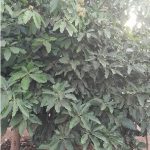 Avocado tree flowers at 3 years