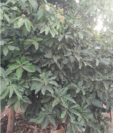 Avocado tree flowers at 3 years