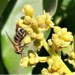 Bee pollinator on avocado flowers