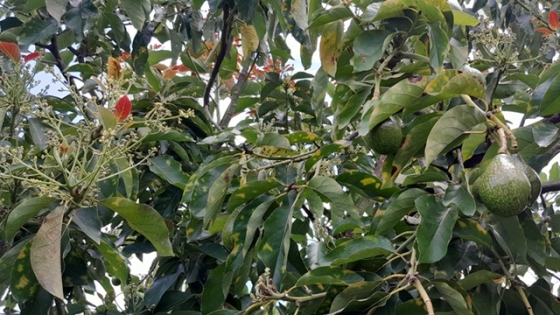Flowering avocado tree with avocados